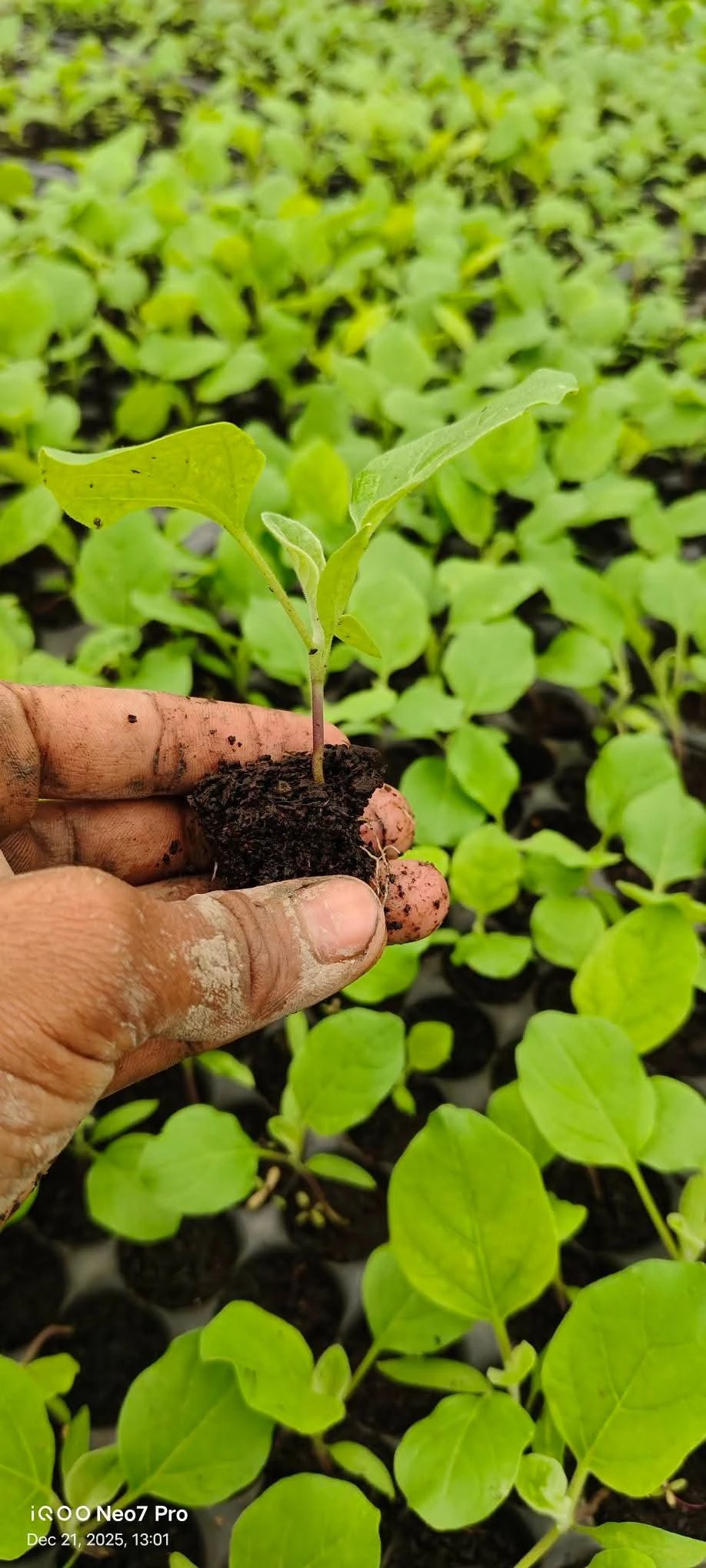 hybrid 422 brinjal seeding
