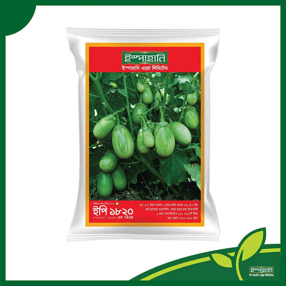 Hybrid Green Round Brinjal Seed – EP 1820 (১০ গ্রাম )